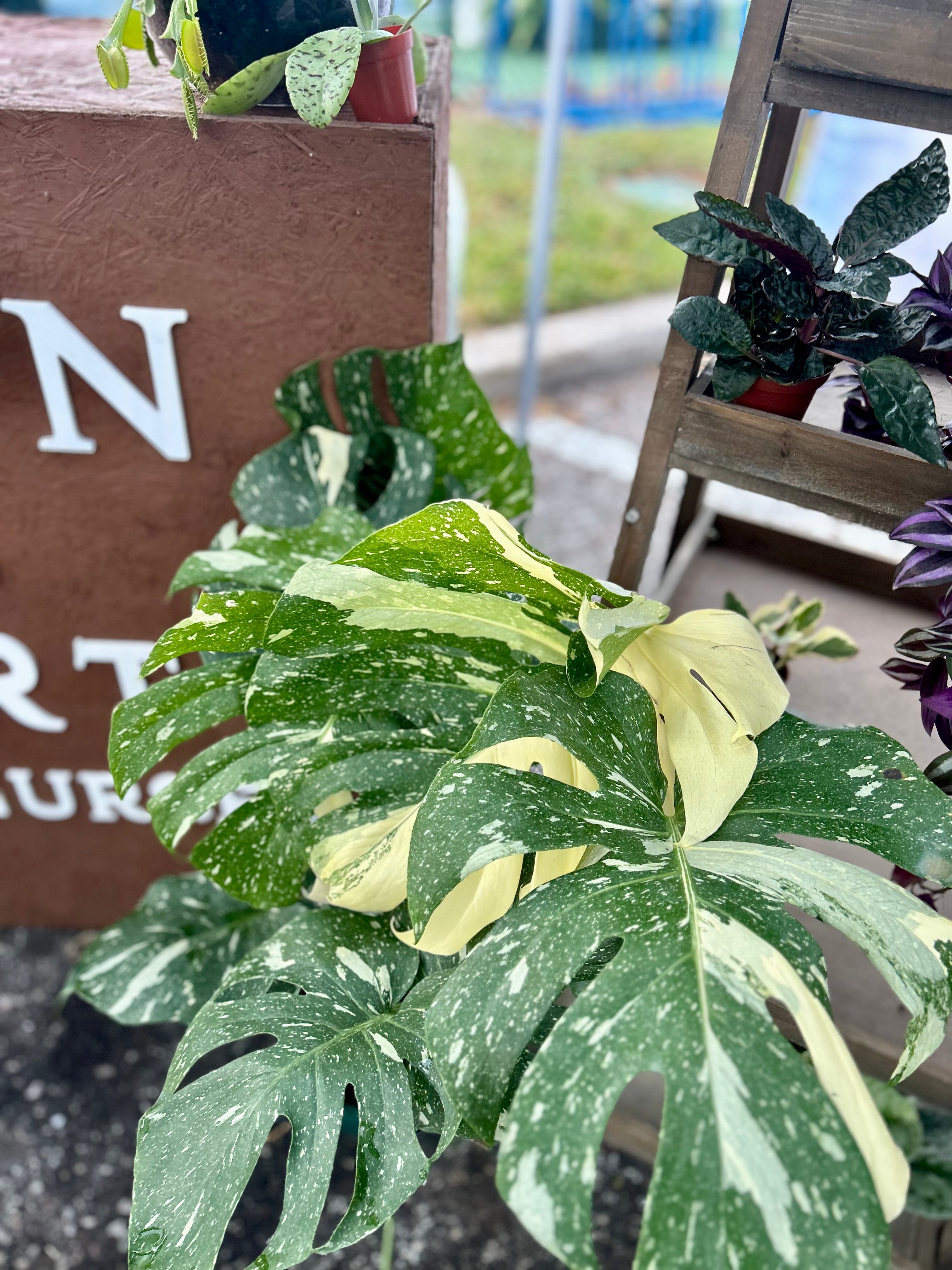 All Plants – Down to Dirt Plants