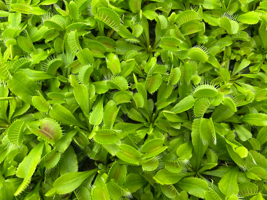 Venus Fly Trap 'Typical' Starter Plug