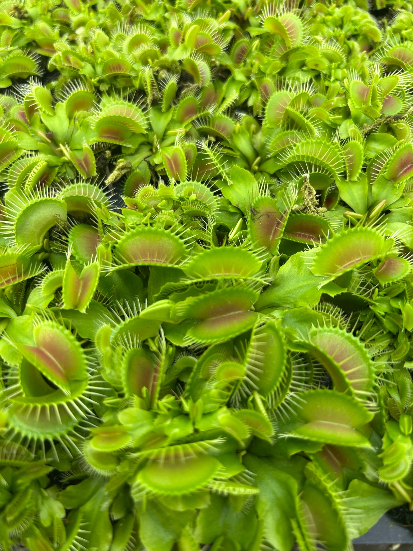 Venus Fly Trap 'Big Mouth' Starter Plug