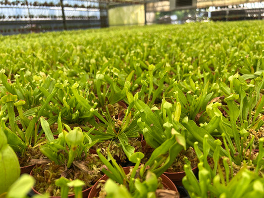 3” ‘Maroon’ Sarracenia Pitcher Plant