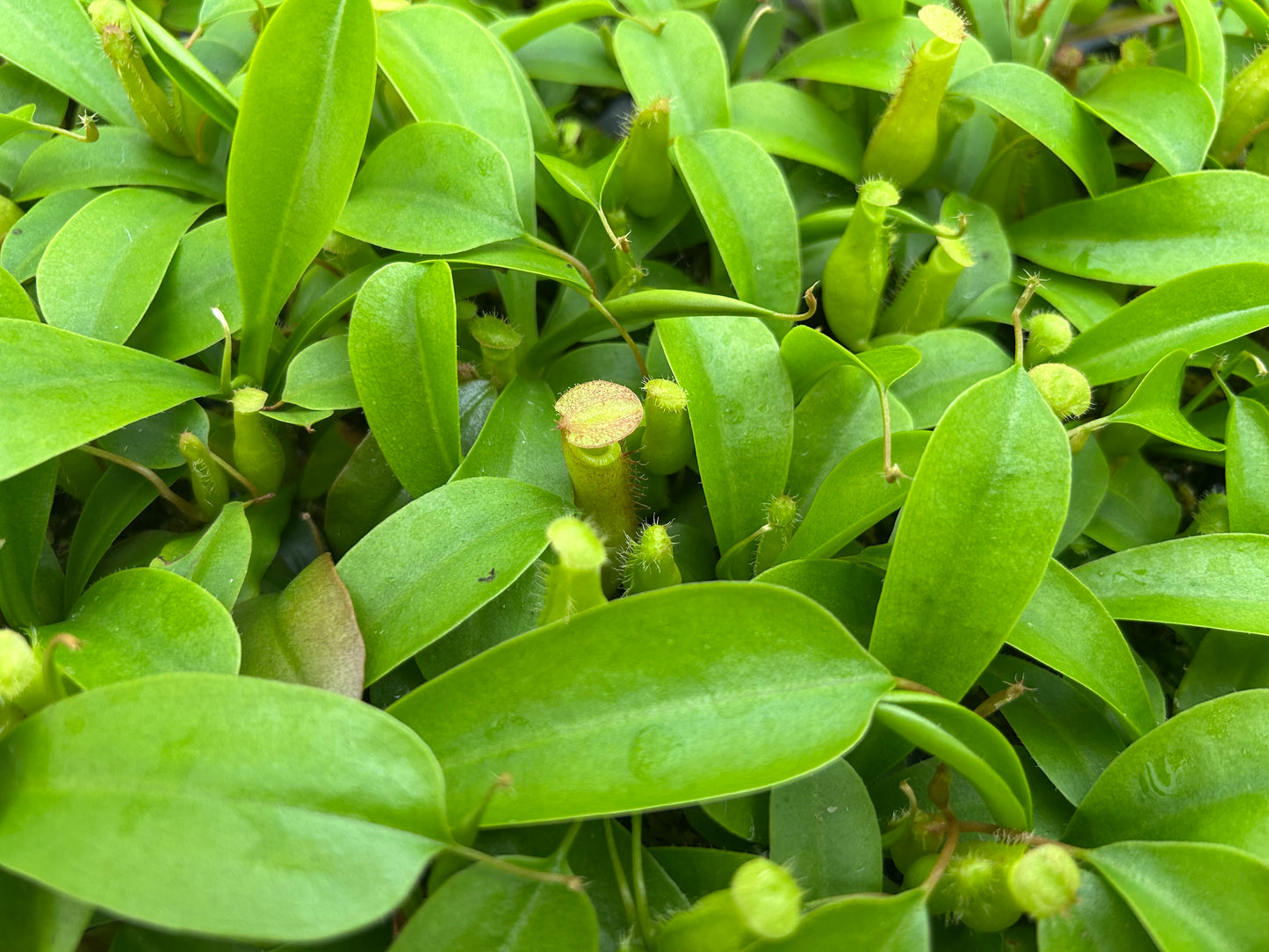 Nepenthes Pitcher Plant 'Alata' Starter Plug