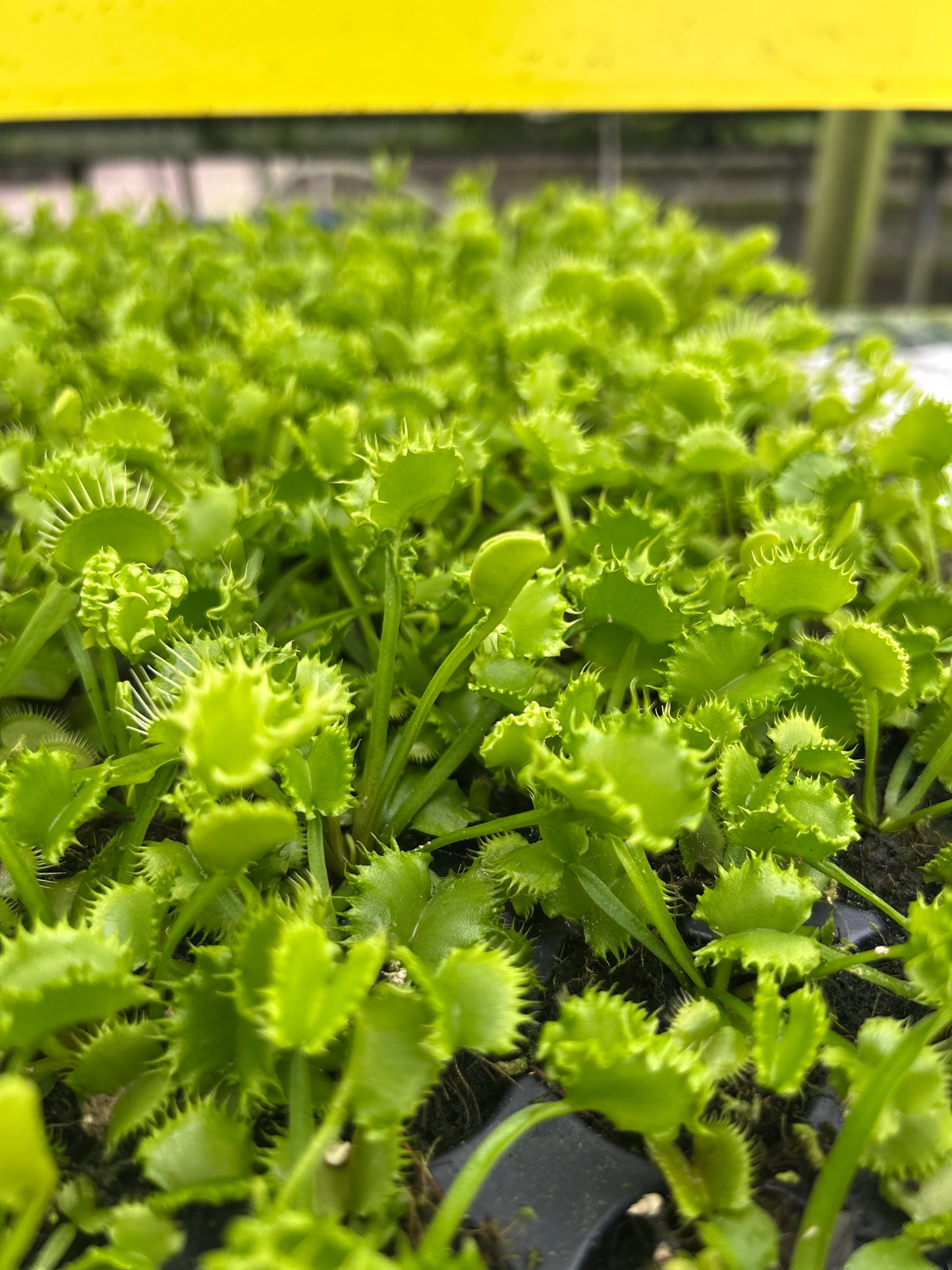Venus Fly Trap 'Chinese Dumpling' Starter Plug