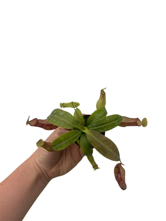 Nepenthes 'Gaya' - 2"
