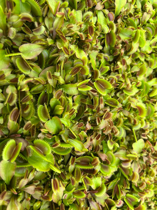 Venus Fly Trap 'Red Piranha' Starter Plug