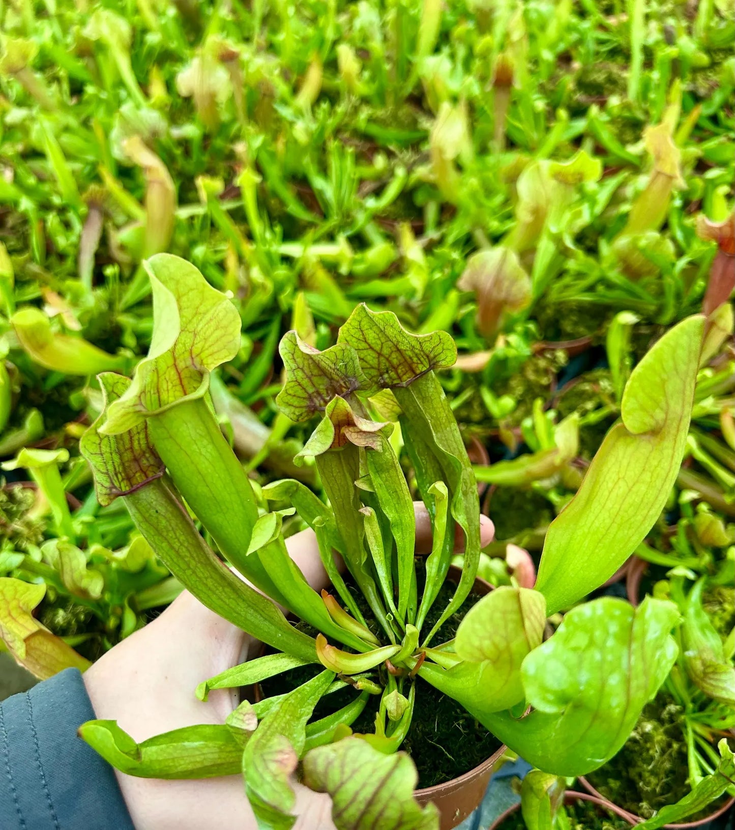 3” ‘Maroon’ Sarracenia Pitcher Plant