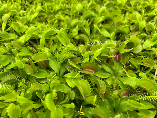 Venus Fly Trap 'Giant' Starter Plug
