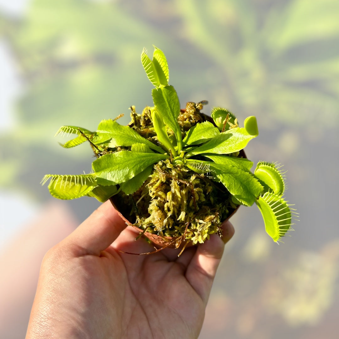 3” Venus Fly Trap