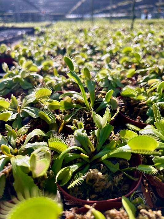 3” Venus Fly Trap
