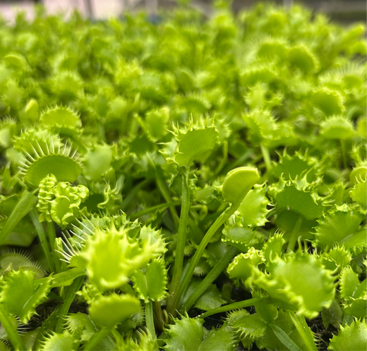 'Chinese Dumpling' Venus Fly Trap - 3"