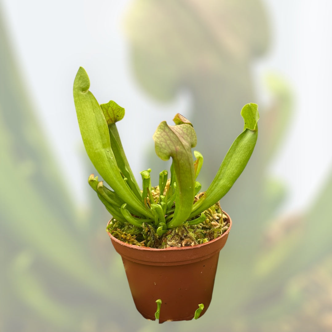 3” ‘Maroon’ Sarracenia Pitcher Plant
