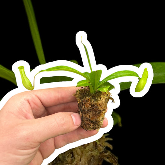 Nepenthes Pitcher Plant 'Alata' Starter Plug