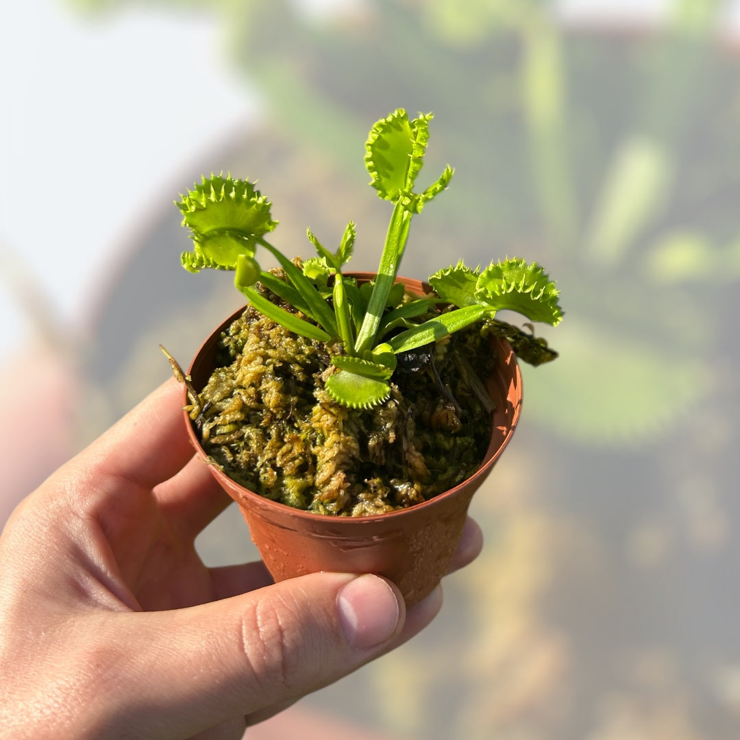 'Chinese Dumpling' Venus Fly Trap - 3"