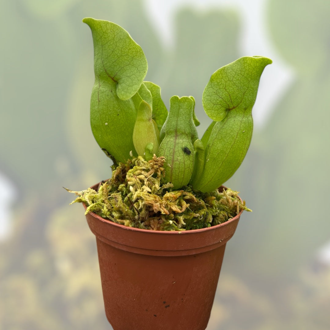 Sarracenia 'Purpurea'