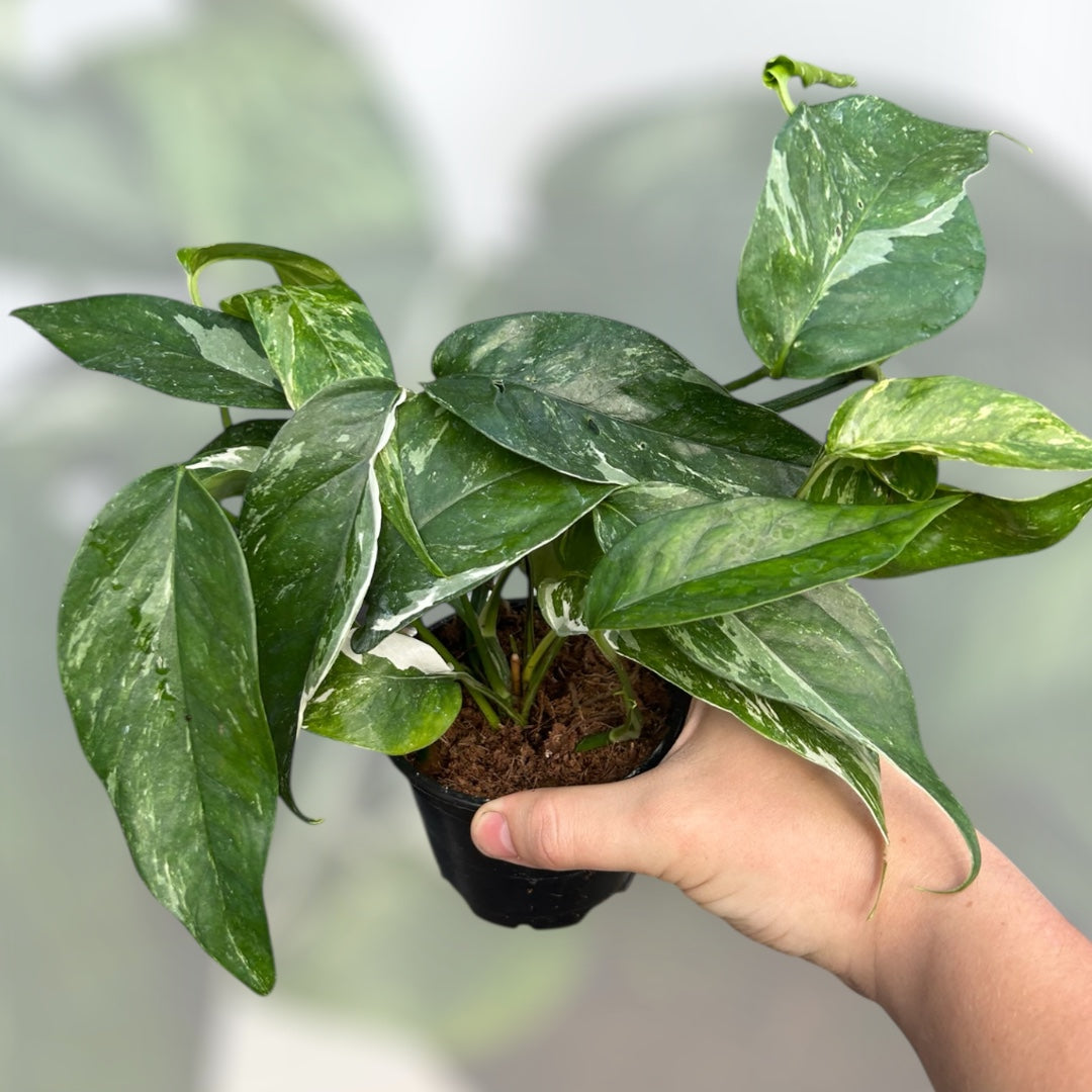 4" Epiprenum Albo Variegated