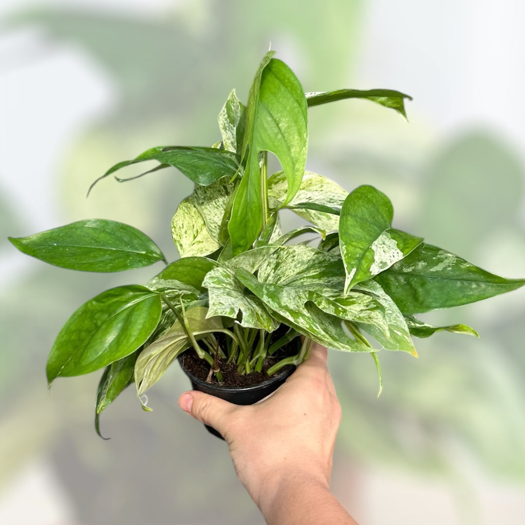 4" Epiprenum Pinattum Marble