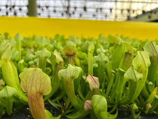 Sarracenia Pitcher Plant 'Maroon' Starter Plug