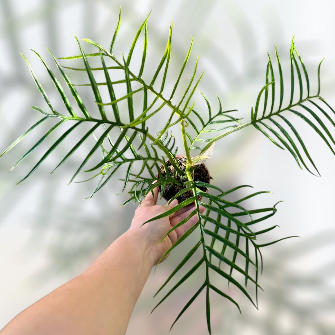 philodendron bipinnatifidum tortum 4" Philodendron Tortum