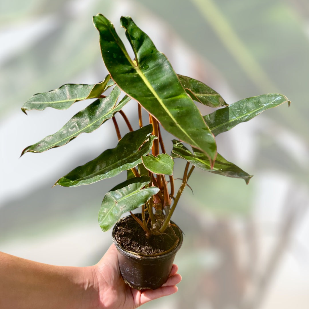 philodendron billietiae croat variegata billietiae orange stalk 4" Philodendron Billietiae Croat