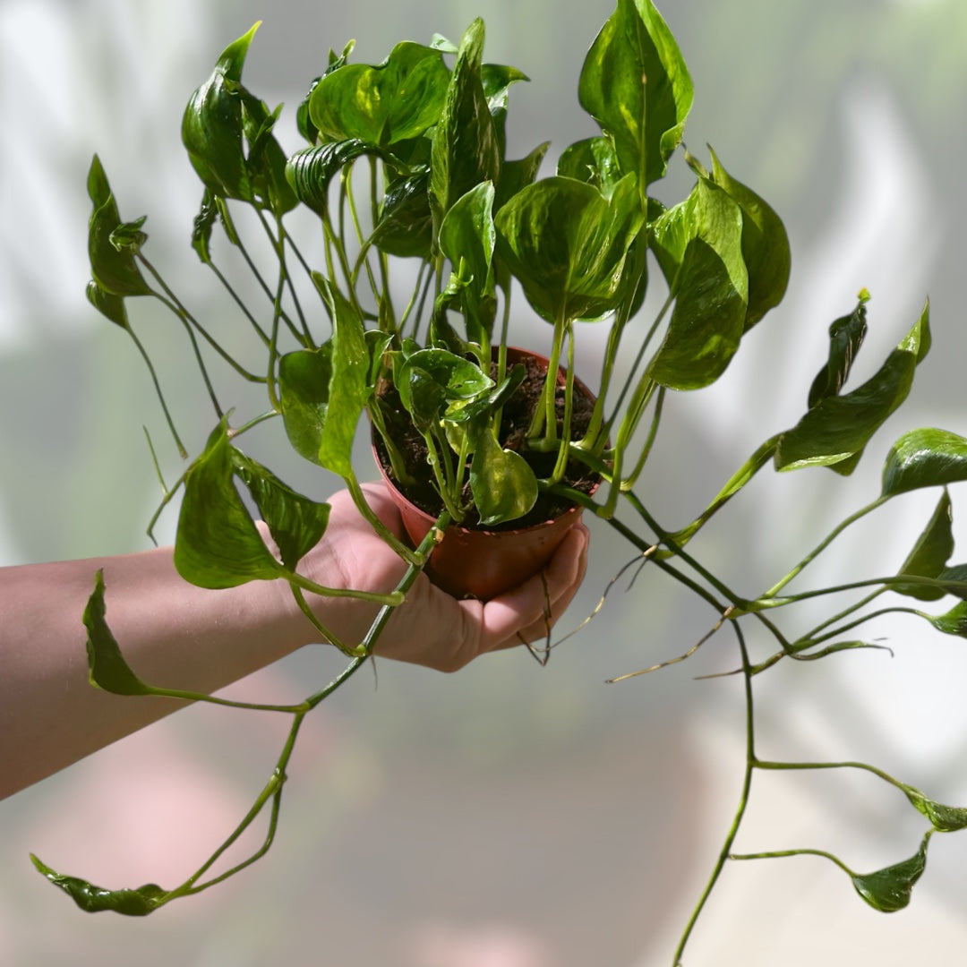 shangri la pothos care Pothos 'Shangri La' – Down to Dirt Plants