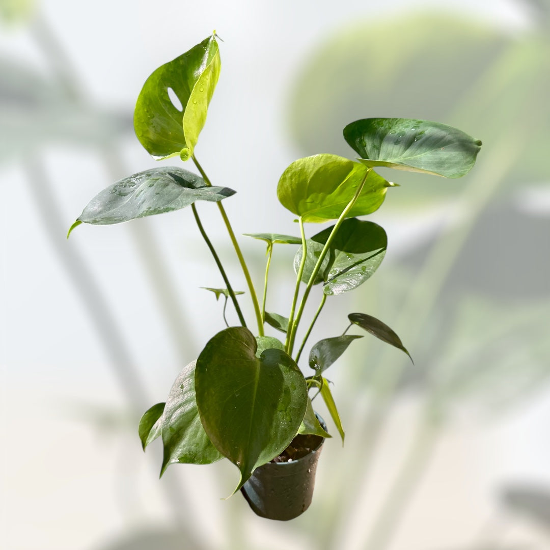 monstera plant dirt 4” 'Deliciosa' Monstera – Down to Dirt Plants