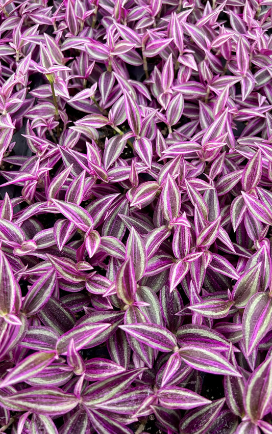 Tradescantia 'Pink Paradise' Starter Plug