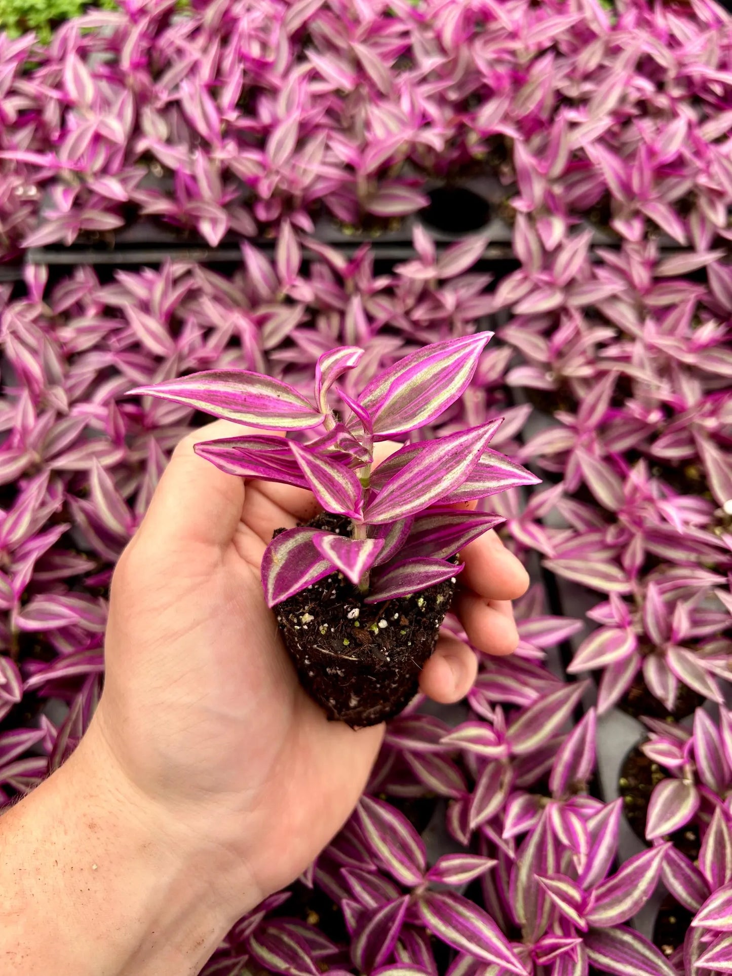 Tradescantia 'Pink Paradise' Starter Plug