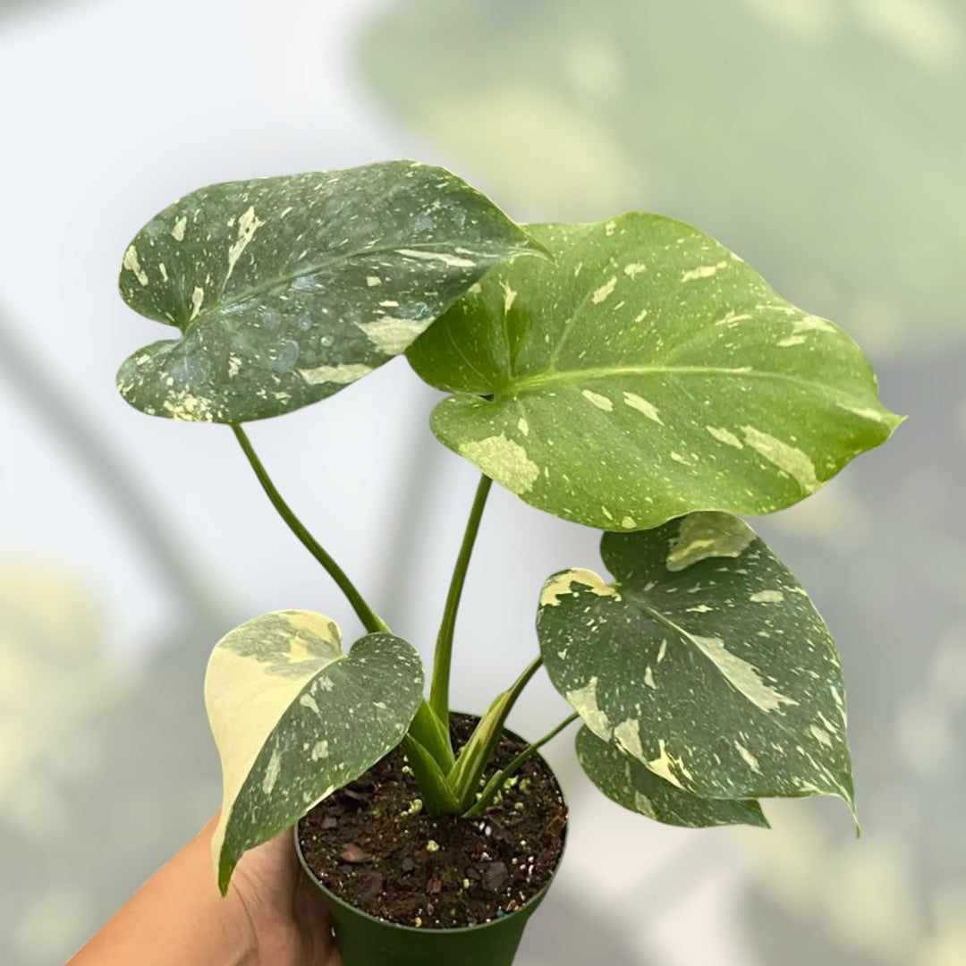 4 monstera thai constellation Monstera Thai Constellation – 4" Potted Variegated Houseplant | Rare Plant | Easy-Care Indoor Plant | Perfect for Home Decor