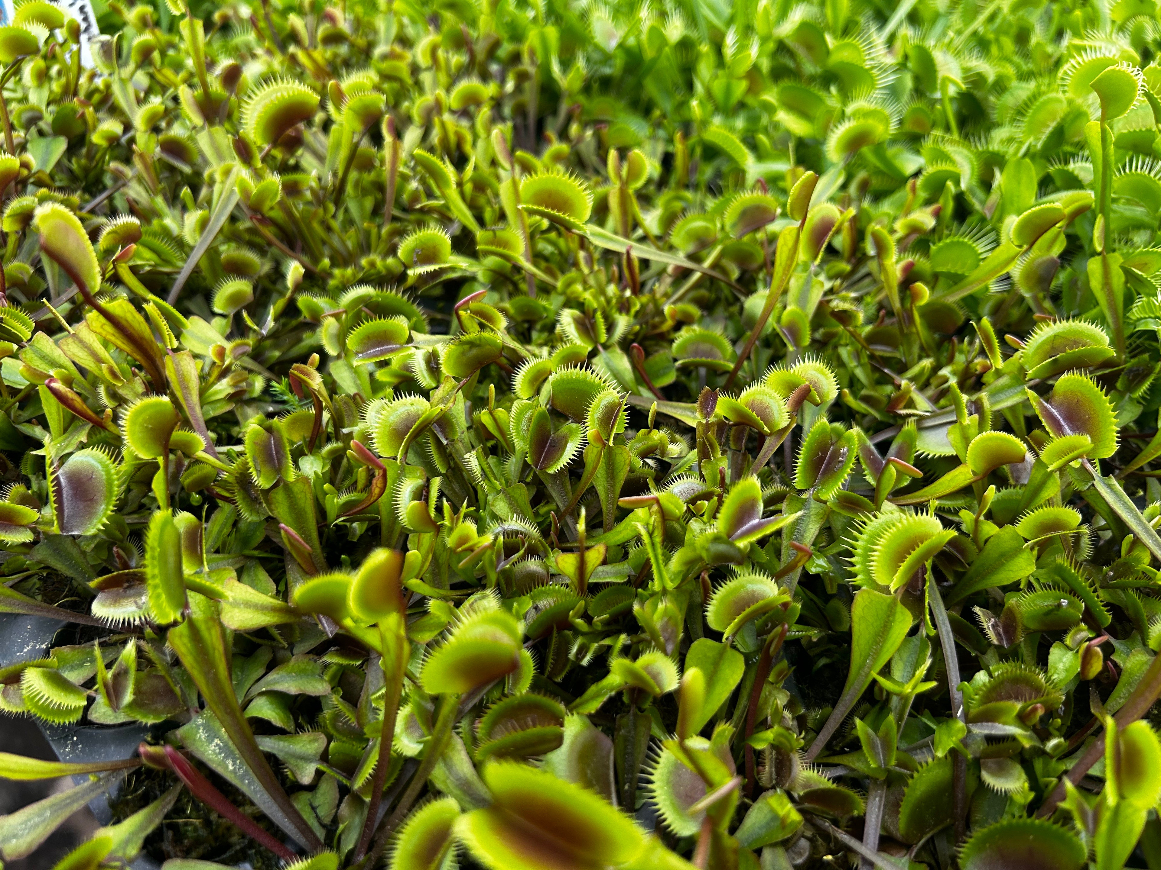 Venus Fly Trap Wholesale