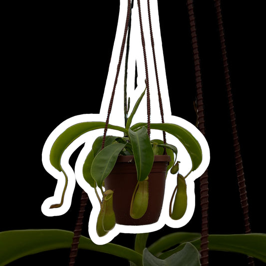 4" ‘Alata’ Nepenthes Hanging Basket