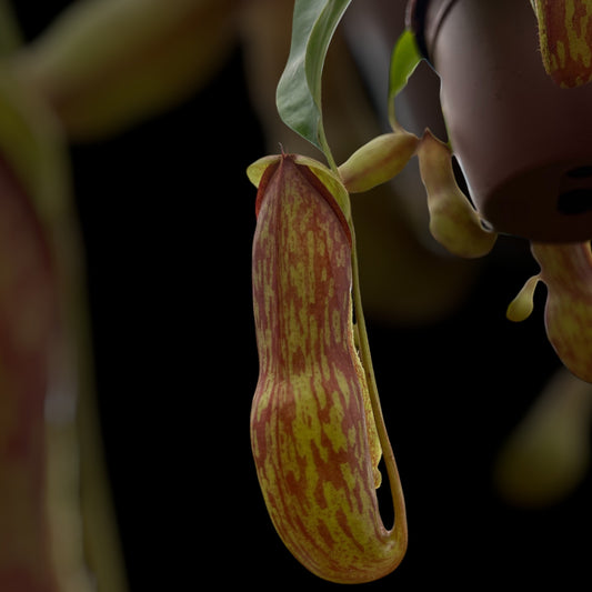 Nepenthes 'Gaya' 4"