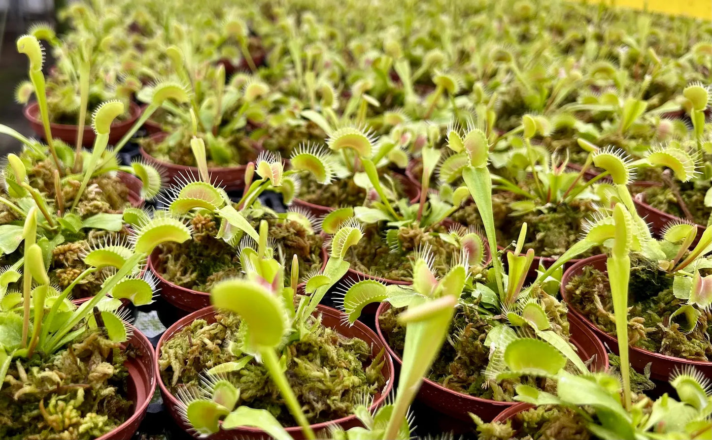 3” Venus Fly Trap