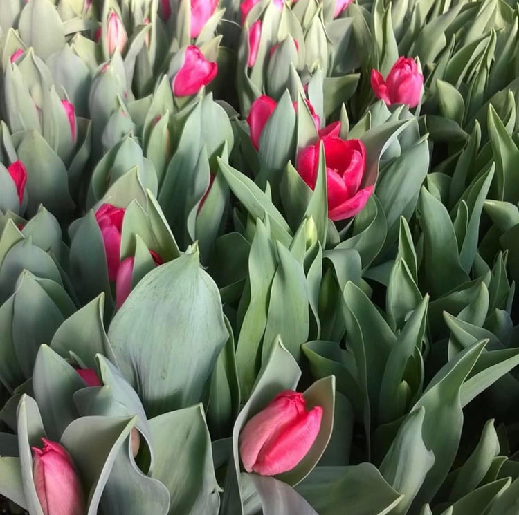 Sympathy Flowers & Memorial Plants