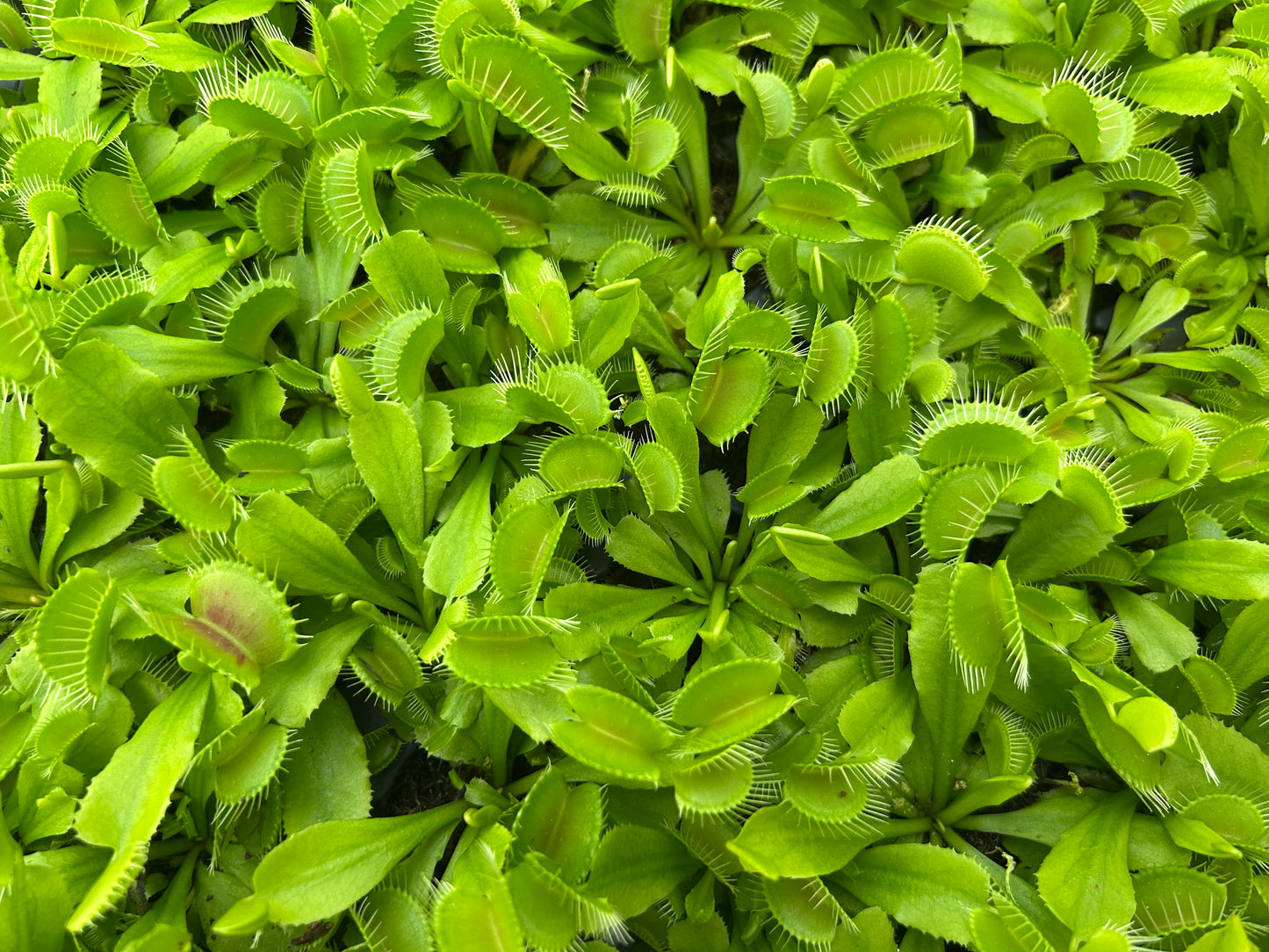 Venus Fly Trap 'Typical' Starter Plug