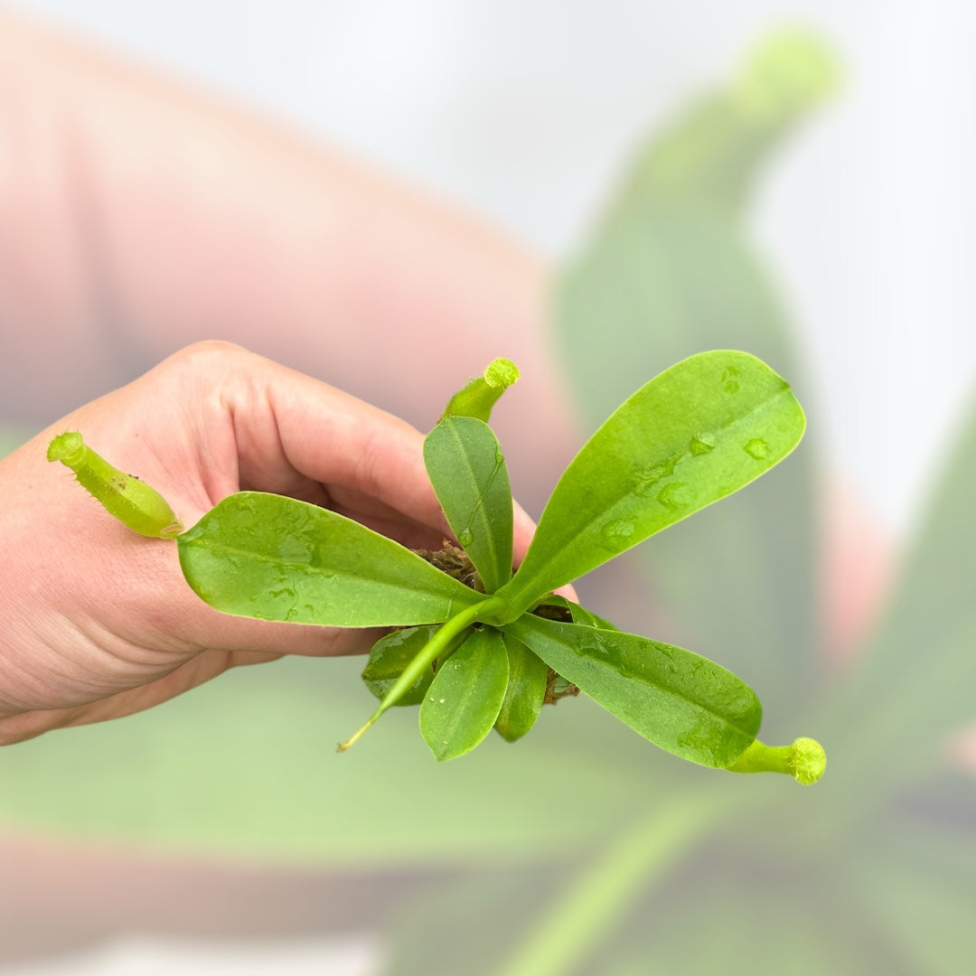 Nepenthes Pitcher Plant 'Alata' Starter Plug