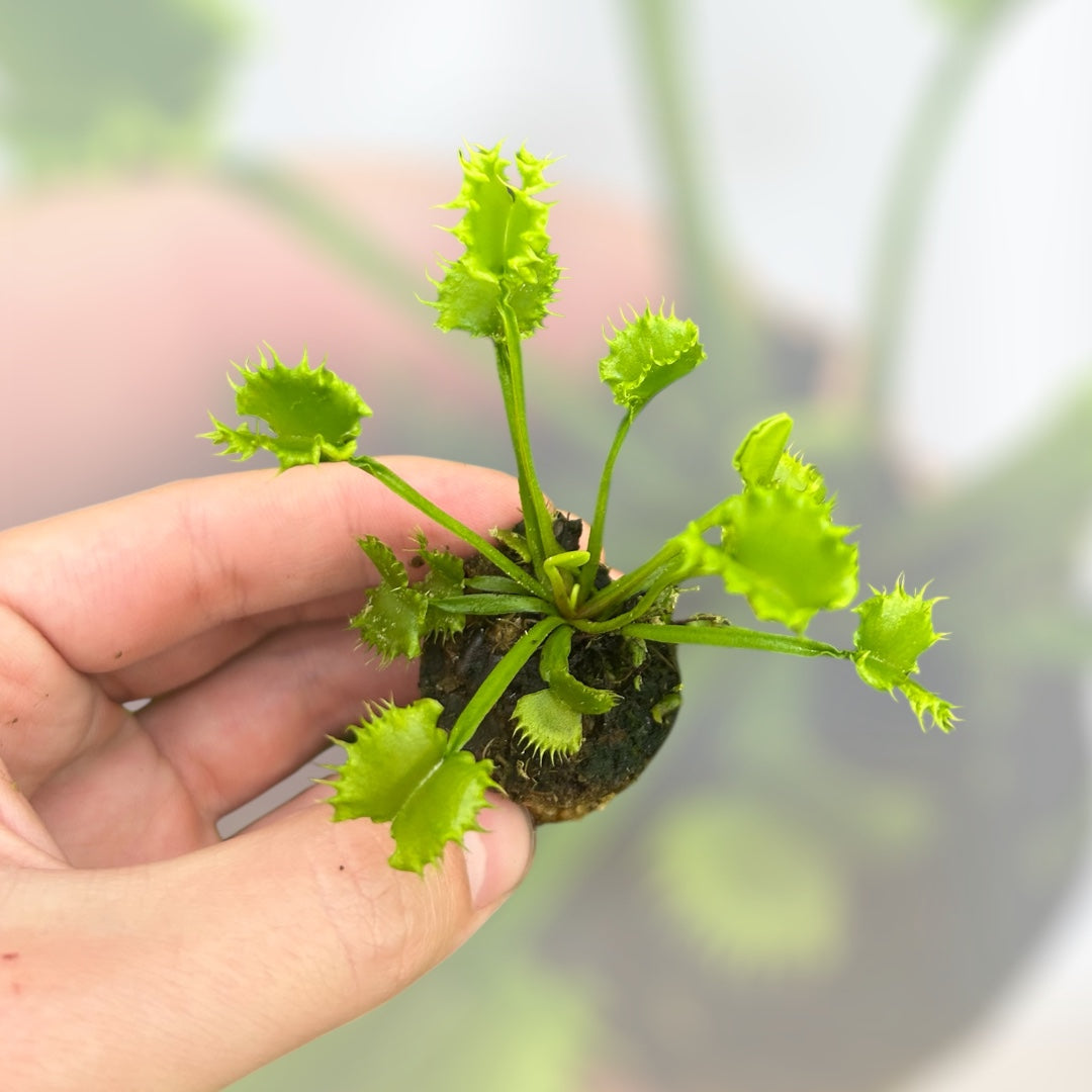 Venus Fly Trap 'Chinese Dumpling' Starter Plug