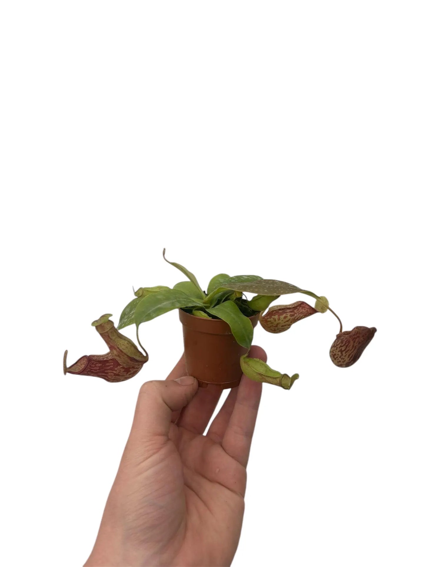 Nepenthes 'Gaya' - 2"