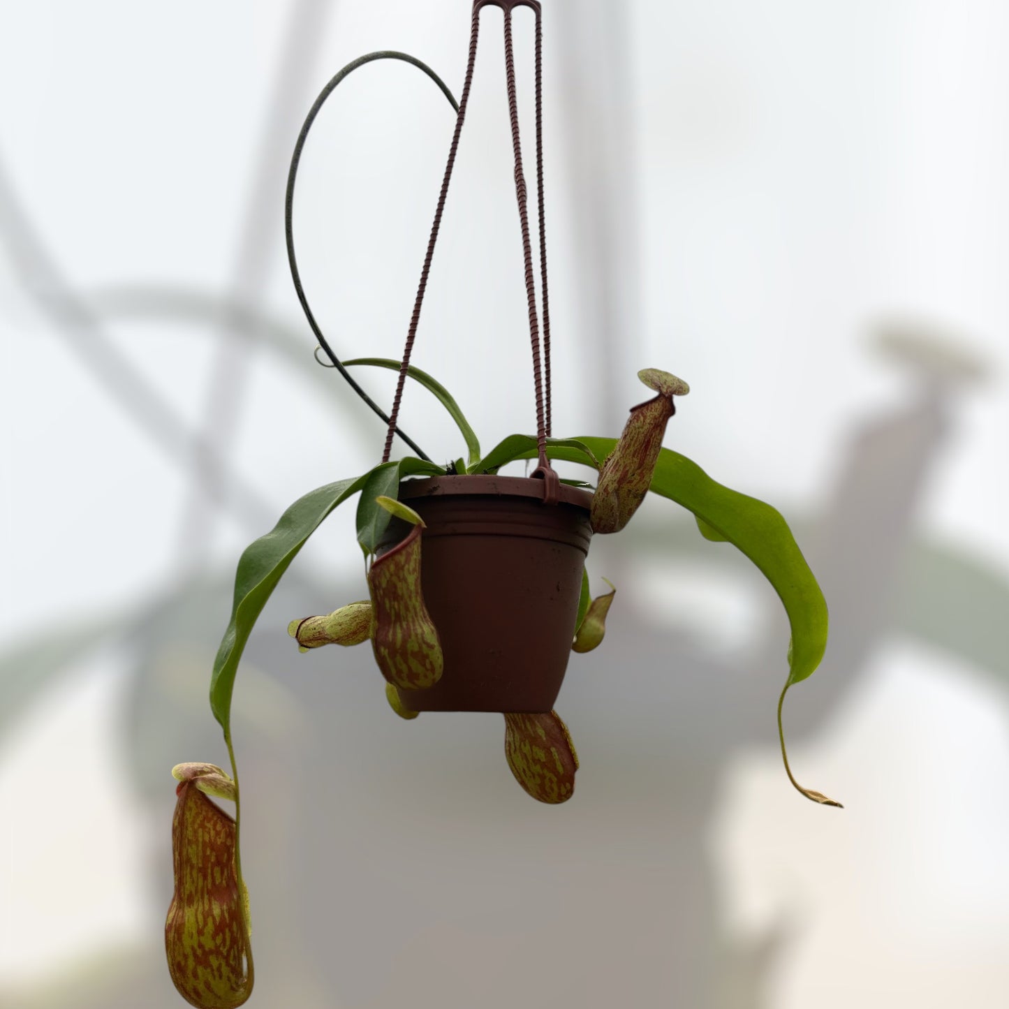 Nepenthes 'Gaya' 4"