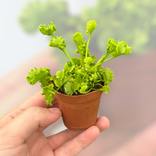 2” Venus Fly Trap ‘Dumpling’