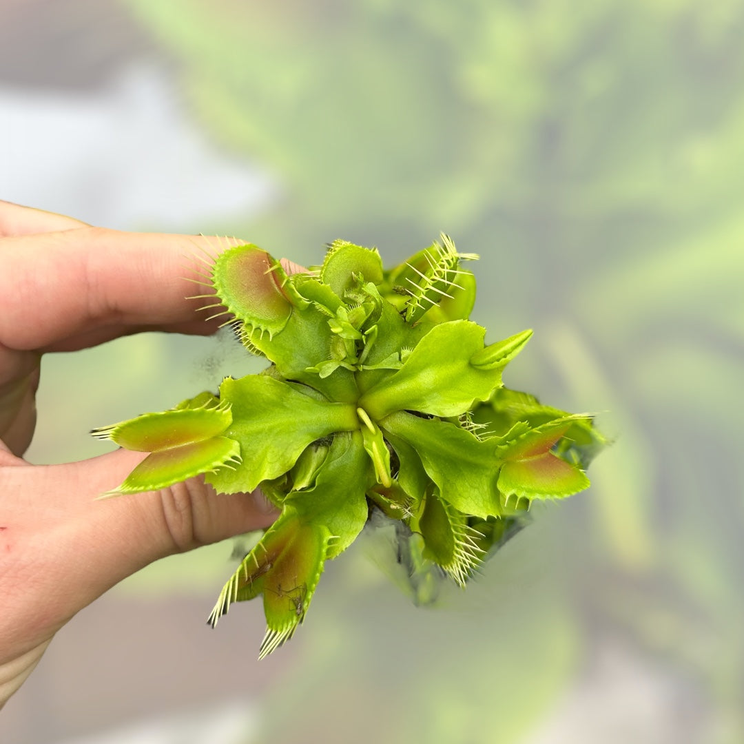 Venus Fly Trap 'Big Mouth' Starter Plug