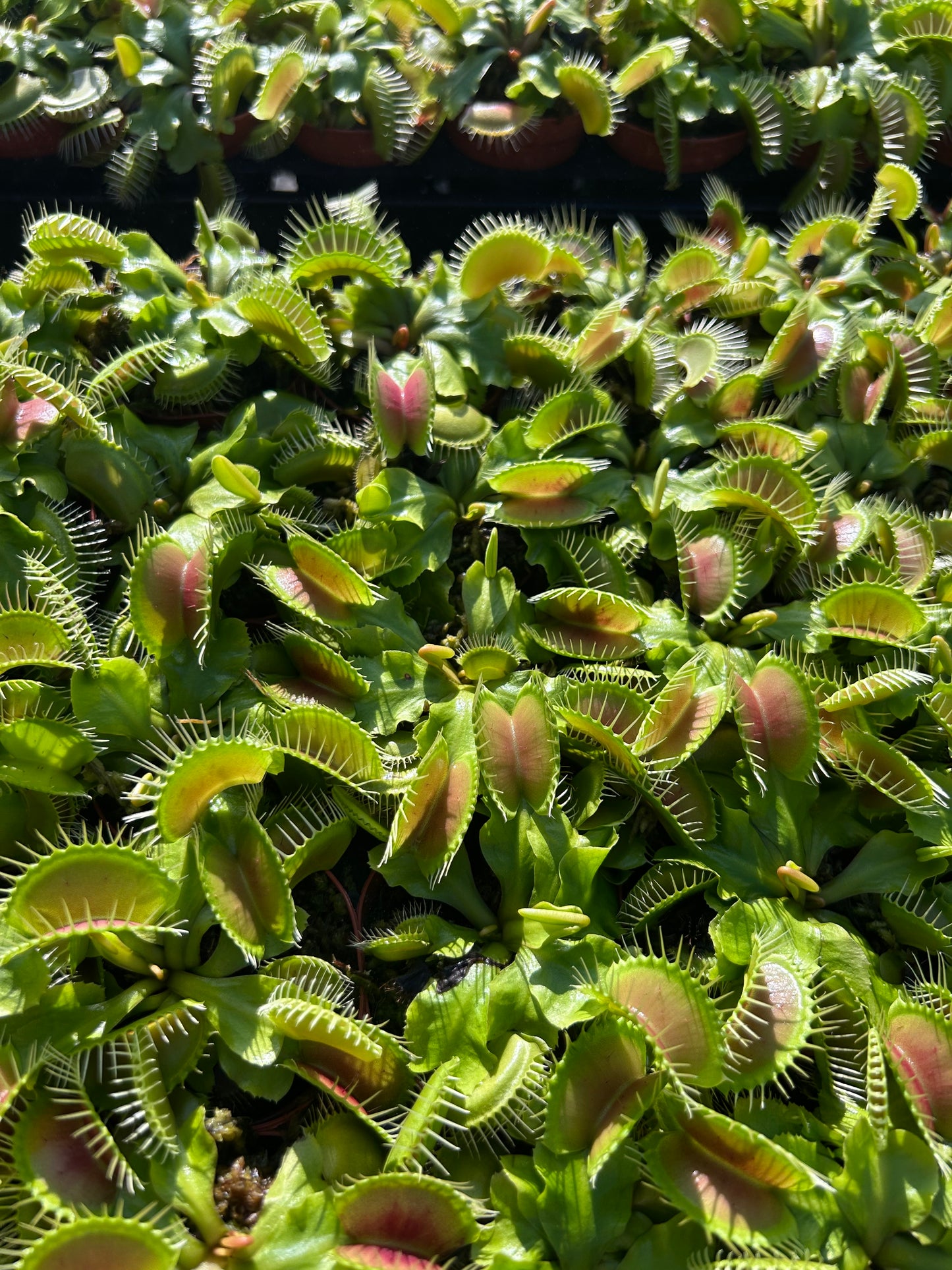 Venus Fly Trap - 2"