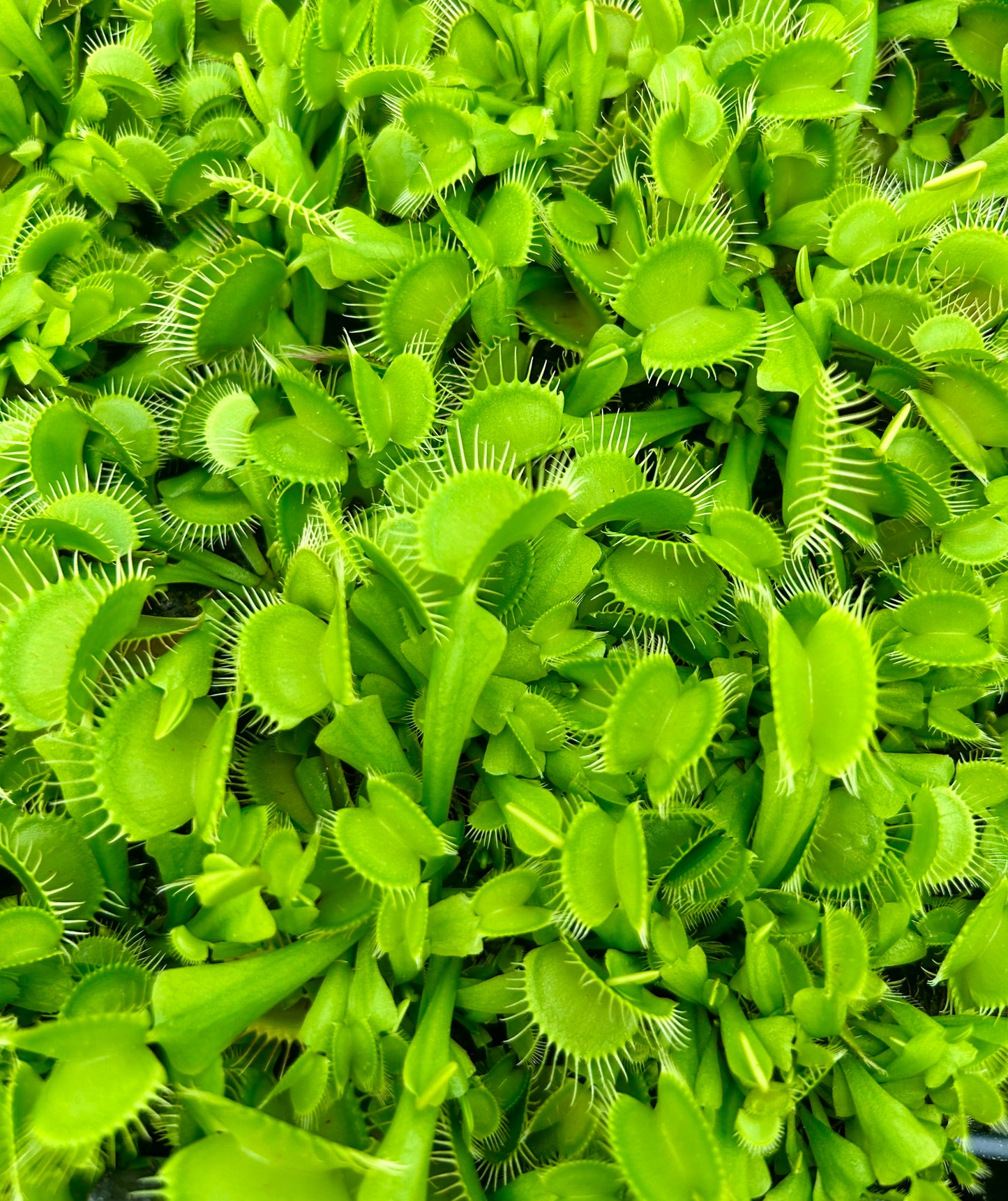 Venus Fly Trap 'B52' Starter Plug