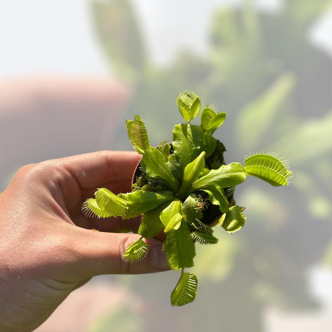 Venus Fly Trap - 2"