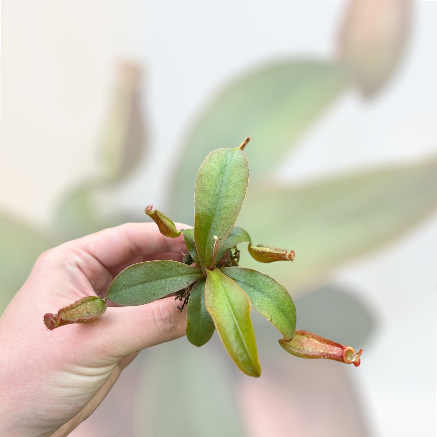 Nepenthes Pitcher Plant 'Bloody Mary' Starter Plug