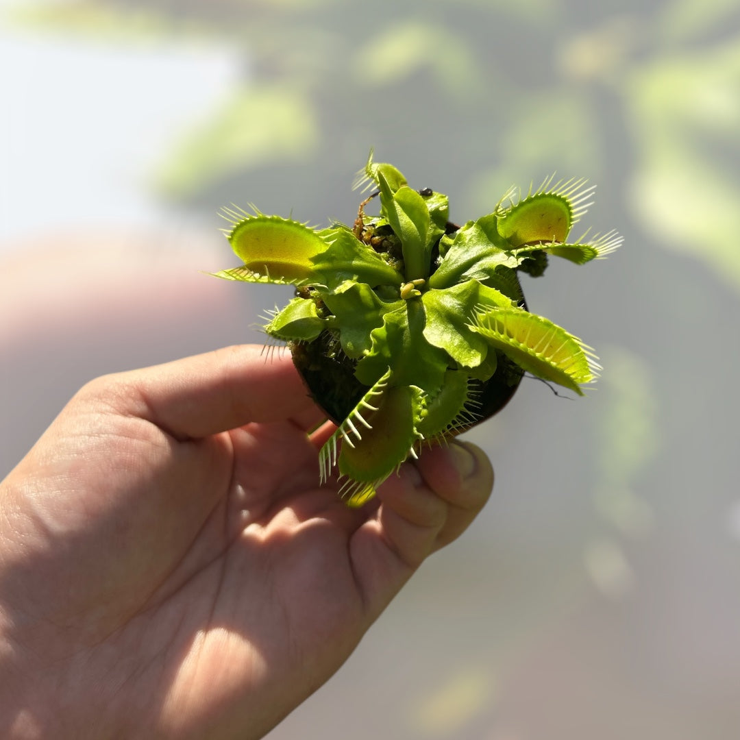 Venus Fly Trap - 2"