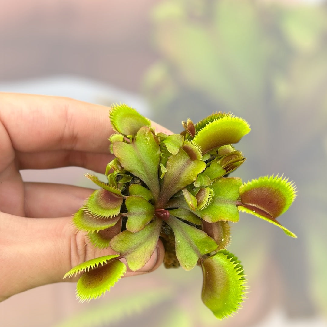 Venus Fly Trap 'Red Piranha' Starter Plug