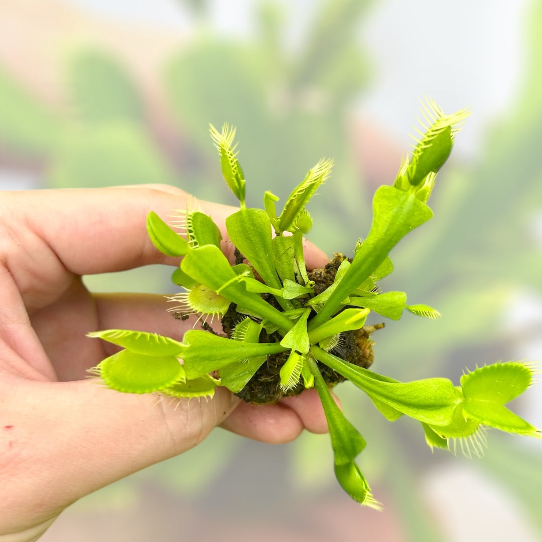 Venus Fly Trap 'B52' Starter Plug