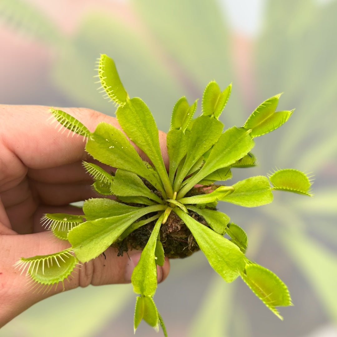 Venus Fly Trap 'Typical' Starter Plug