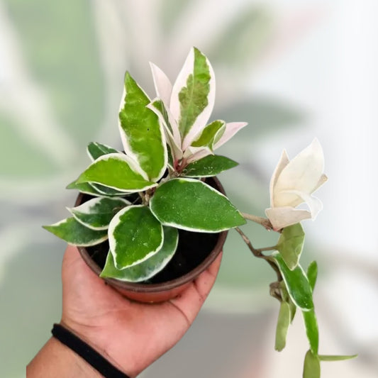 4” Hoya Carnosa Albo