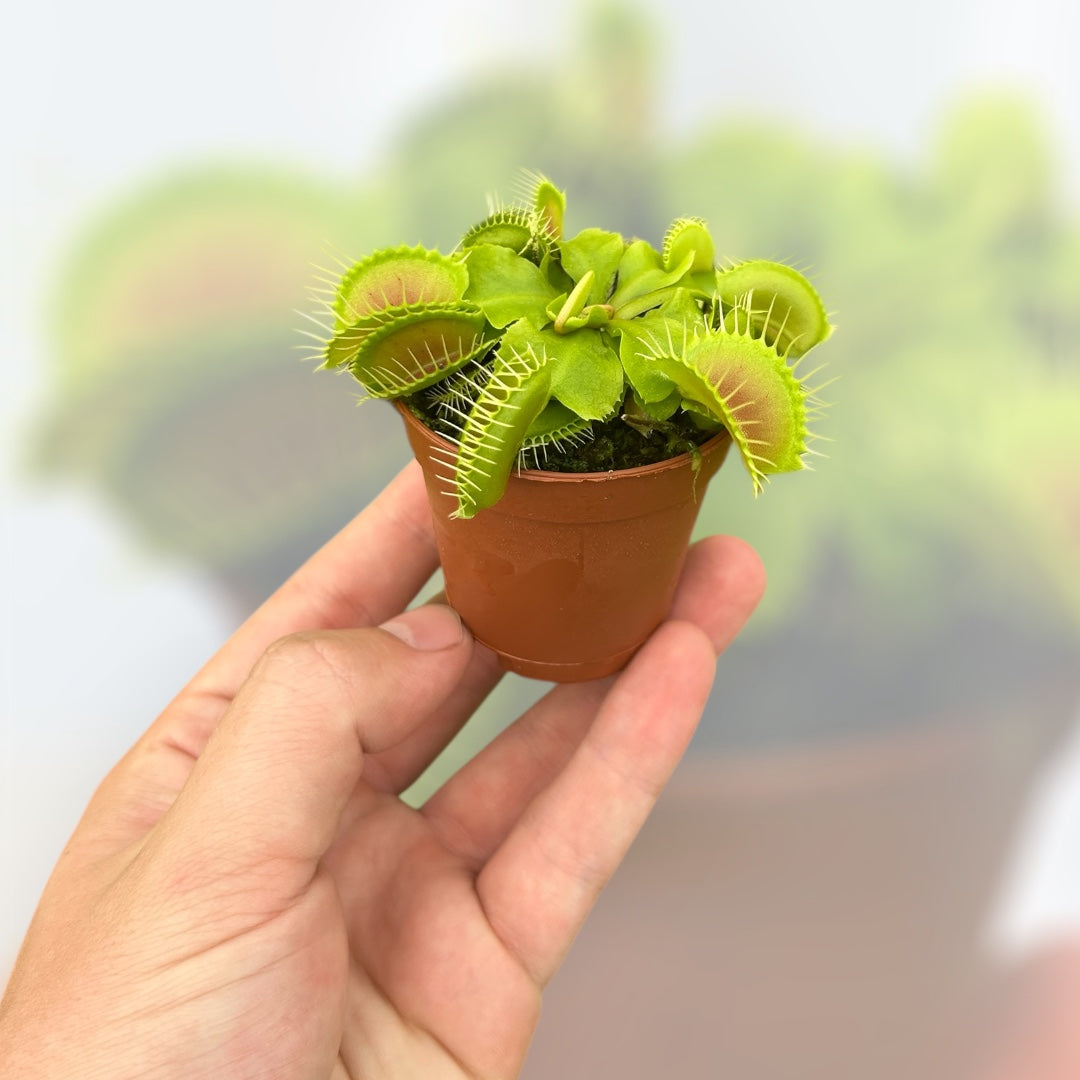 Venus Fly Trap - 2"