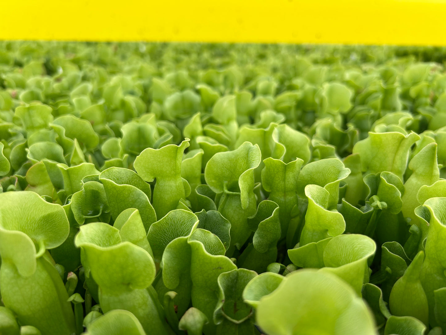 Sarracenia Pitcher Plant 'Purpurea' Starter Plug